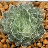 Haworthia Semiviva variegated