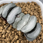 Haworthia Truncata 'Hayabusa'