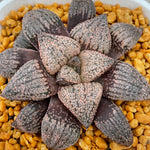 Haworthia Picta 'Colourful Skin’