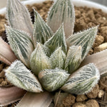 Haworthia Murasaki Emaki Reverse Variegated