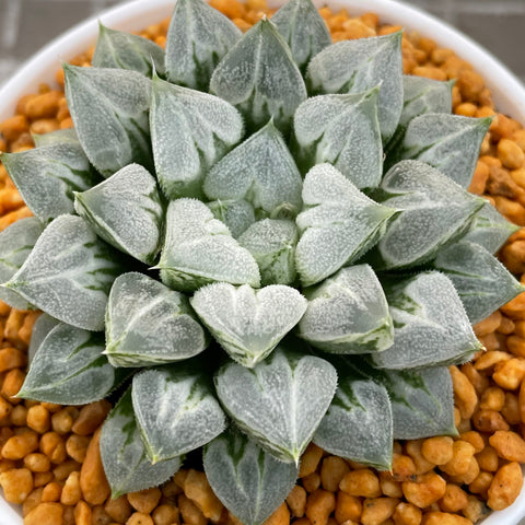 Haworthia Love Heart Other