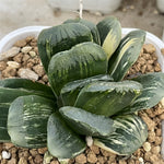 Haworthia Seiko Dark Variegated