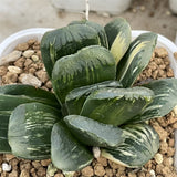 Haworthia Seiko Dark Variegated