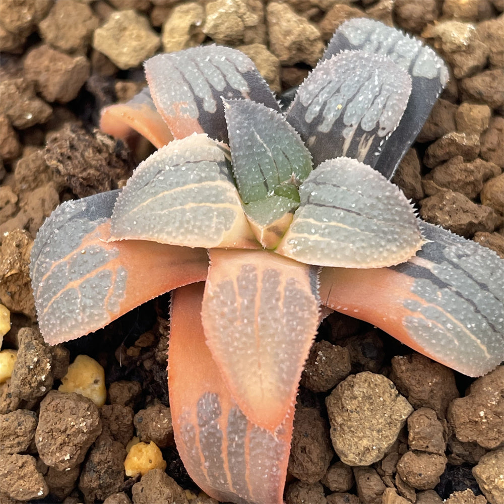 Variegated – Page 26 – ChinaHaworthia