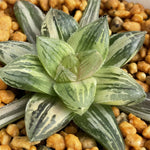 Haworthia Red Fuji Variegated