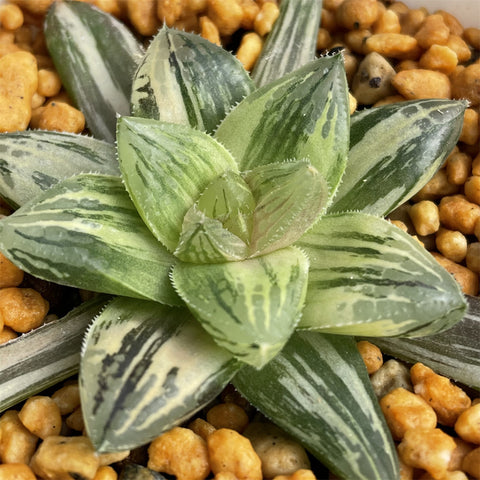 Haworthia Red Fuji Variegated