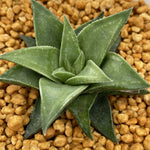 Haworthia Manda's Hybrid Other