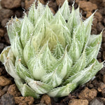 Haworthia Decipiens variegated