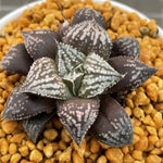 Haworthia Splendens Inca Rose Mutant