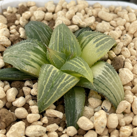 Haworthia Variegated  'Badia Hybrid '