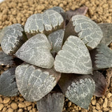 Haworthia Correcta 'Sealed With A Kiss'