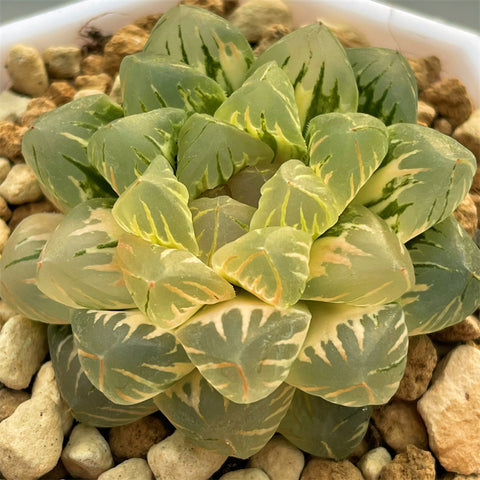 Haworthia Cooperi Hagiwara Variegated