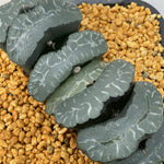 Haworthia Truncata from seeds Big Size