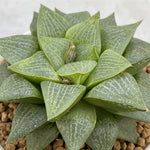 Haworthia Comptoniana Hybrid Seaweed