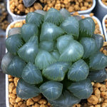 Haworthia OB Hybrid Other