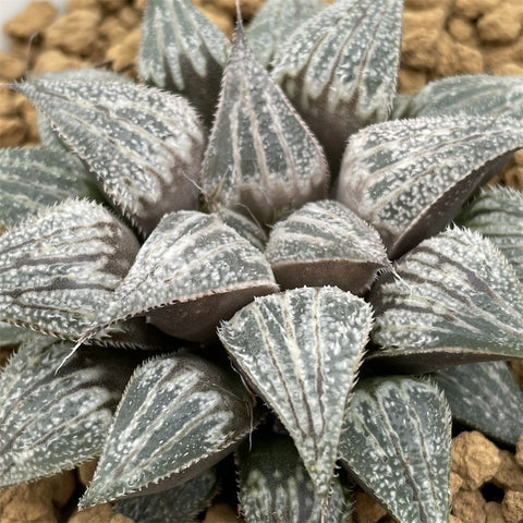 Haworthia Lovely Lady - other