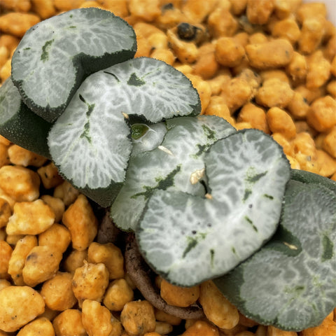 Haworthia Truncata 'Double Swallow'