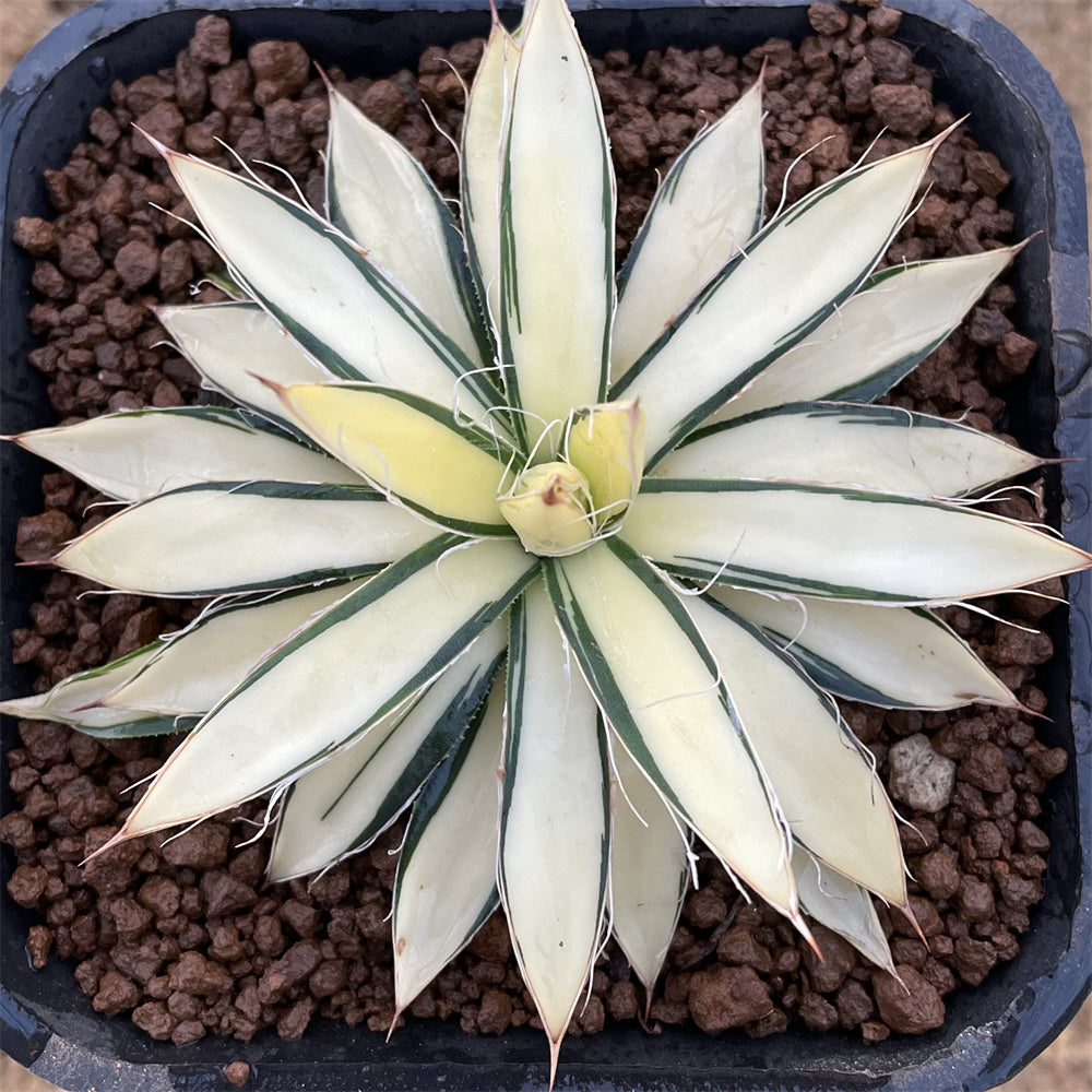 agave gentryi jaws Agave gentryi