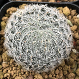 Haworthia Odetteae Other