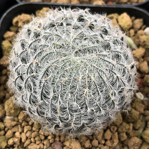 Haworthia Odetteae Other