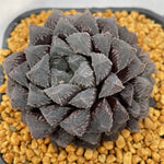 Haworthia Red Stone Other