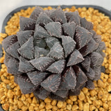 Haworthia Red Stone Other