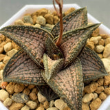 Haworthia Hard Leaf Kintaikyo Medium Size