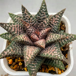 Haworthia Hard Leaf Nagoriyuki A mother plant