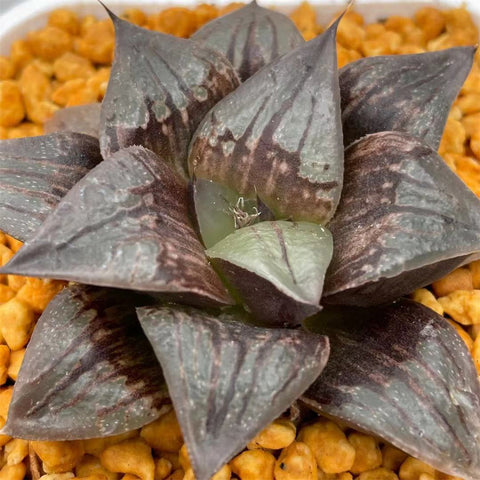 Haworthia Taketora Other