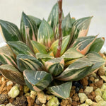 Haworthia Correcta Hybrid Variegated Plant from offsets