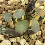 Haworthia Maughanii Z1 variegated