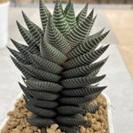 Haworthia Hard Leaf White Horse Mother Plant