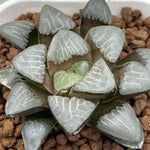 Haworthia Correcta