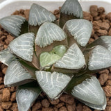 Haworthia Correcta