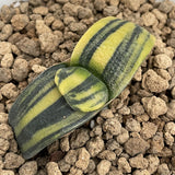 Gasteria variegated