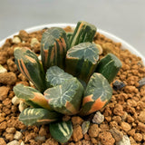 Haworthia Maughanii Variegated Plant from offsets