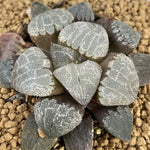 Haworthia Correcta 'Sealed With A Kiss'