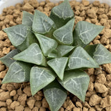 Haworthia Correcta