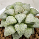Haworthia Picta Mount Everest