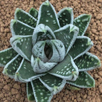 Haworthia Hard Leaf 'Kotei' 'Emperor'