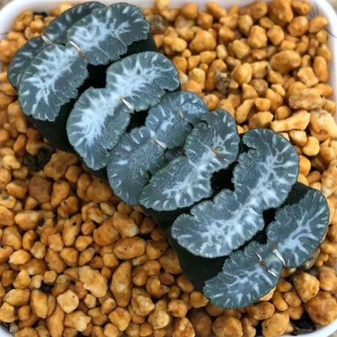 Haworthia Truncata 'Gankutsuou'