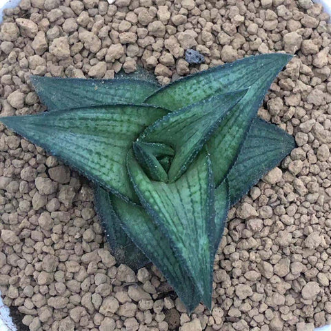 Haworthia Hard Leaf 'Suiga'