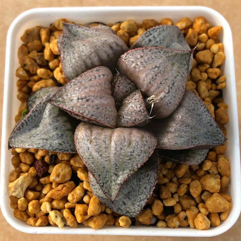 Haworthia Splendens 'Taj Mahal'