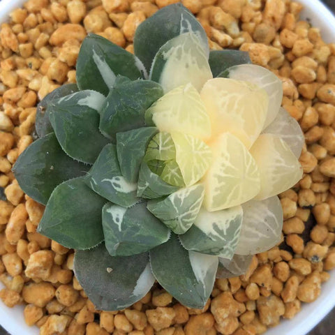 Haworthia Cooperi Variegated 'Marin'