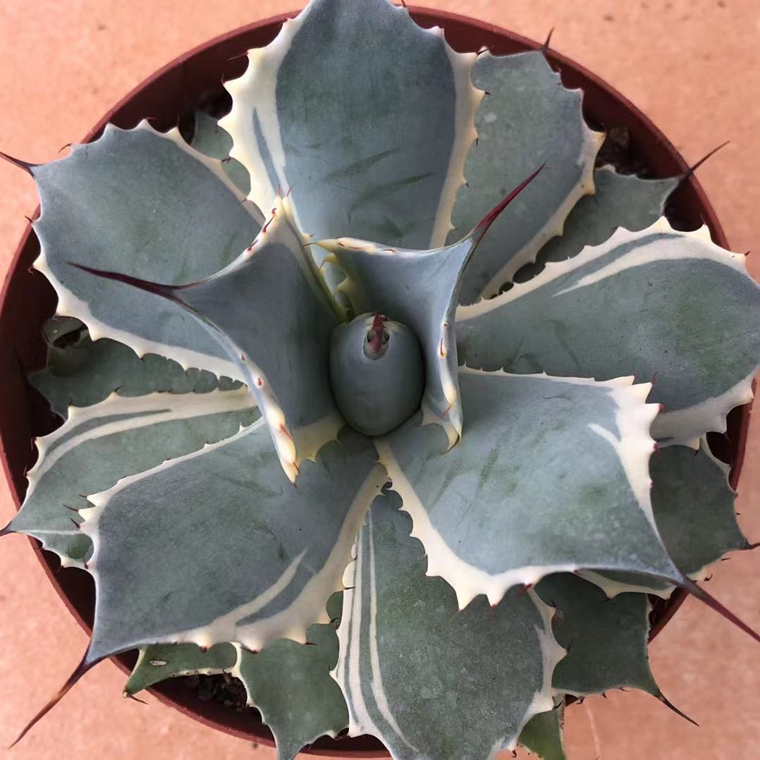 Haworthia Agave 'Agave Potatorum Blue Wind' – ChinaHaworthia