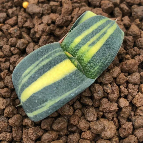 Haworthia Gasteria Variegated 'Junpei'