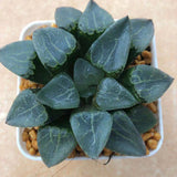 Haworthia Correcta  'Ready Stock'