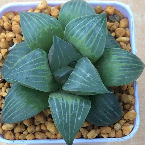 Haworthia Mutica var. nigra Other