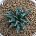 Haworthia Variegated Subgenus Hexanngularis 'Maboroshi-no-Tou'