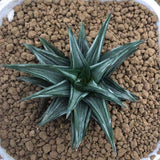 Haworthia Variegated Subgenus Hexanngularis 'Maboroshi-no-Tou'